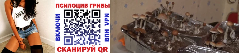 Галлюциногенные грибы Psilocybine cubensis  купить  сайты  Севастополь 